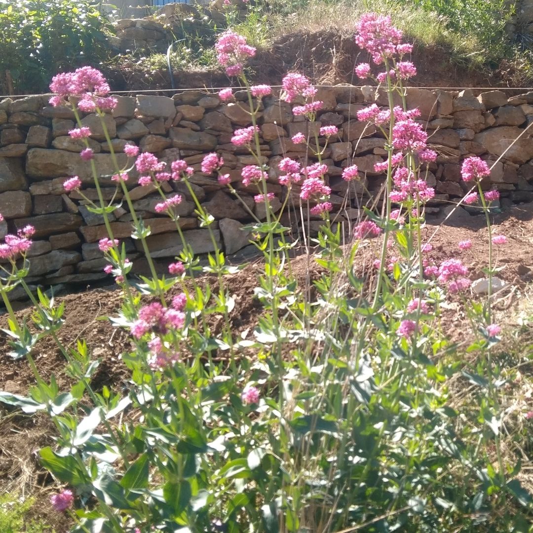 Mur de soutènement et fleurs